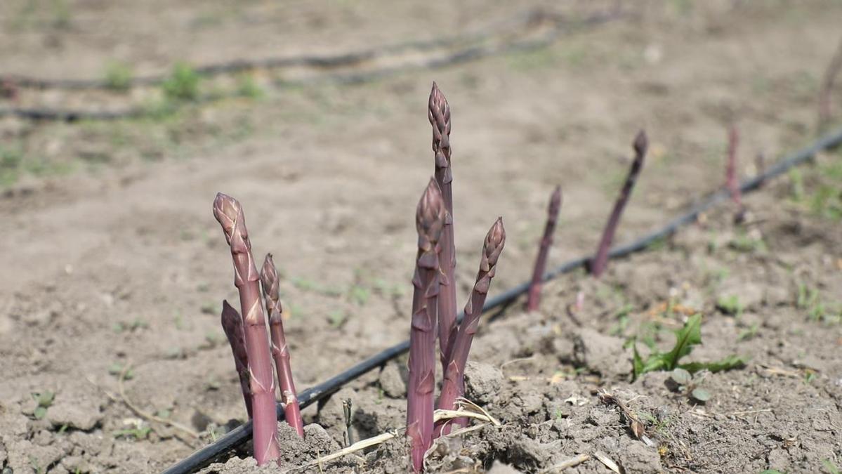 Science-Enterprise Collaboration Boosts Characteristic Industry; Asparagus Paves the Way for Rural Revitalization